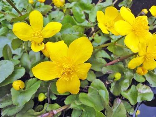 3x Sumpfdotterblume | Caltha palustris| Wasserpflanze | Teichpflanze | winterhart | echte europäische Sumpfdotterblume | blüht zweimal im Jahr | Mini Teich geeignet 3x Sumpfdotterblume | Caltha palustris| Wasserpflanze | Teichpflanze | winterhart | echte europäische Sumpfdotterblume | blüht zweimal im Jahr | Mini Teich geeignet von H2O-Pflanze