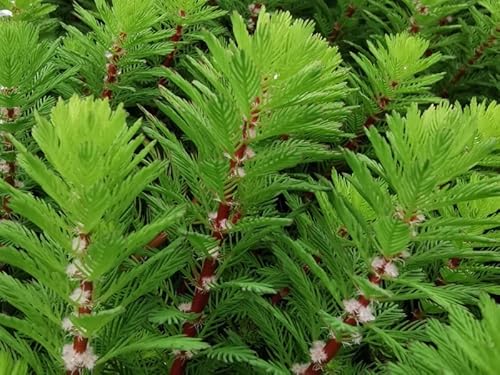 3xTausendblatt | Myriophyllum hippuroides| im 9er Teichtopf | Wasserpflanze | Teichpflanze | Mini Teich geeignet | Klärpflanze | Sauerstoffpflanze | winterhart von H2O-Pflanze