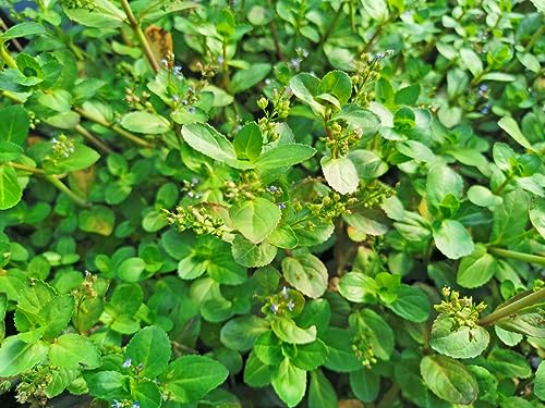 Bachbunge - Veronica beccabunga | Wasserpflanze | Bachlauf | Wasserreinigend | Teichpflanze | von H2O-Pflanze