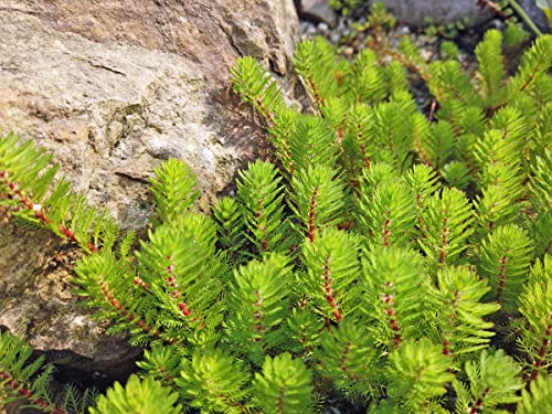 H2O-Pflanze Tausendblatt | Myriophyllum hippuroides| im 9er Teichtopf | Wasserpflanze | Teichpflanze | Mini Teich geeignet | Klärpflanze | Sauerstoffpflanze | winterhart von H2O-Pflanze
