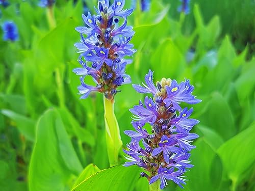 Hechtkraut | Herzblättriges Hechtkraut | Pontederia cordata | Wasserpflanze | Teichpflanze | winterhart | dauerblüher | blaue Blüte | für bis zu 30 cm Wasserstand von H2O-Pflanze