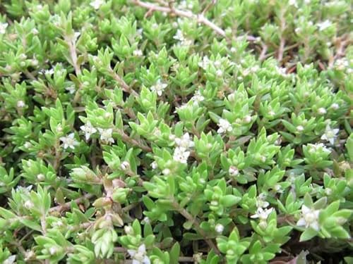 Nadelkraut | Crassula recurva | im 9er Teichtopf | Wasserpflanze | Teichpflanze | Mini Teich geeignet | Klärpflanze | Sauerstoffpflanze | winterhart von H2O-Pflanze