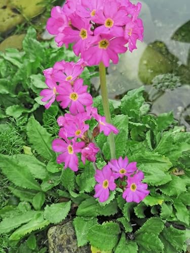 Rosenprimel - Primula rosea | Wasserpflanze | Teichpflanze | Sumpf Primel | Winterhart | von H2O-Pflanze