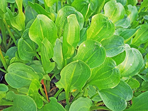 Rosetten-Froschlöffel | Alisma parviflora | Wasserpflanze | Teichpflanze | winterhart | sehr dekorative Blätter von H2O-Pflanze