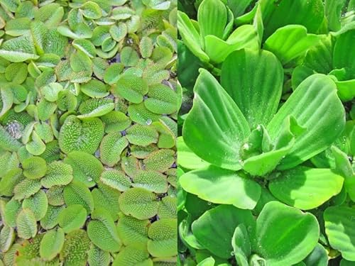 SCHWIMMPFLANZEN SET XXL - Muschelblume - Schwimmfarn - Anti Algen - Teichpflanzen - Wasserpflanzen - Miniteich von H2O-Pflanze