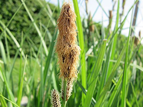 Schlanksegge | Carex gracillis acuta | Wasserpflanze | Teichpflanze | winterhart | Filterpflanze | Klärpflanze | auch für Schwimmteiche von H2O-Pflanze