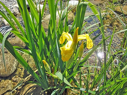 Schwertlilie gelb | Iris pseudacorus | Wasserpflanze | Teichpflanze | winterhart | Klärpflanze | Filterpflanze | auch für Schwimmteiche von H2O-Pflanze