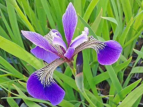 Schwertlilie lila | Iris versicolor | Wasserpflanze | Teichpflanze | winterhart |echte blau-lila Blüte| auch für Schwimmteiche von H2O-Pflanze