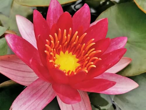 Seerose Feuer-Rot | im 11er Topf | winterhart | Teichpflanze | Gartenteich | Nymphaea | Wasserpflanze | Unterwasserpflanze | von H2O-Pflanze