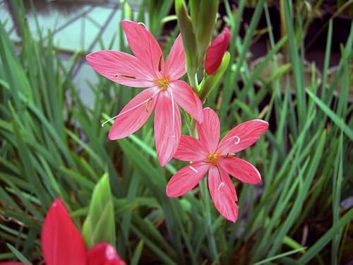 Spaltgriffel rot | Schizostyles coccinea | Sumpfgladiole | Wasserpflanze | Teichpflanze | winterhart | blüht im Herbst | Miniteich geeignet von H2O-Pflanze