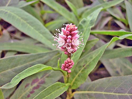 Wasserknöterich - Polygonum amphibium | Unterwasserpflanze | Teichpflanze | Wasserreinigend | Bienenfreundlich von H2O-Pflanze