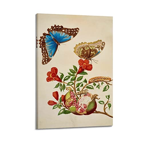 HAATTI Maria Sibylla Merian Poster Leinwand Kunstdruck zum Aufhängen, Foto-Geschenkidee, Dekoration, Zuhause, Kunstwerke, 40 x 60 cm von HAATTI