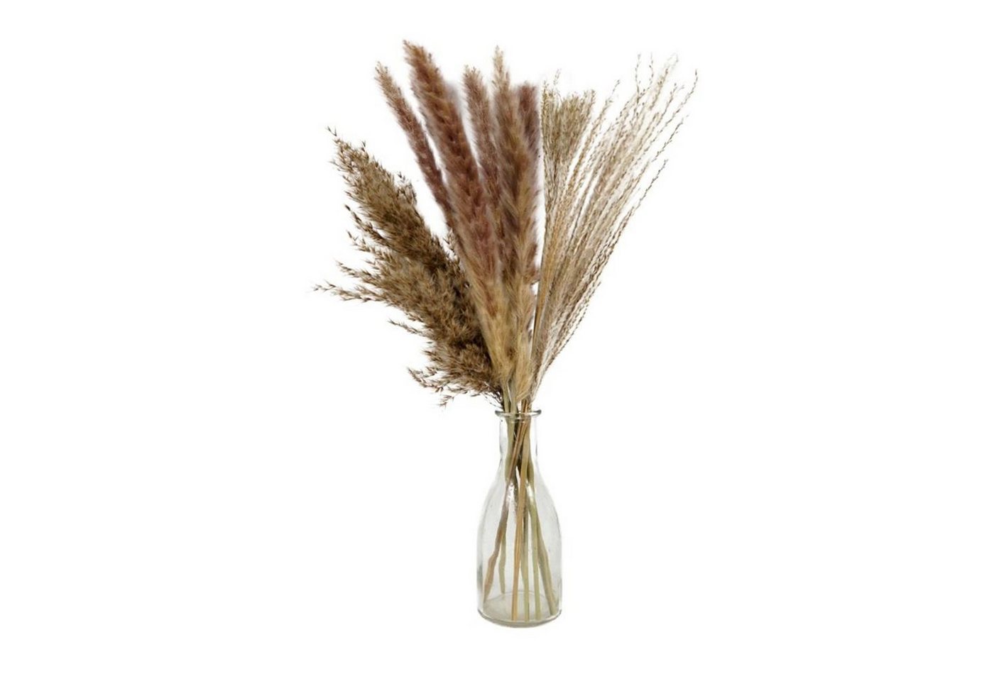 Trockenblume Deko Bündel Pampasgras Ziergras Pampas Gras, HAC24, Höhe 50 cm, Getrocknet in Glasvase von HAC24