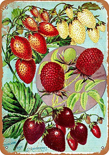 HAIMAX Metallschilder Vintage Retro 20,3 x 30,5 cm Schild 1902 Baum und Busch Erdbeeren Beeren Lustige Früchte Gemüse Lebensmittel Süße Sommer Wand Home Novlety Blechschild Neuheit für Bauernhof HAIMAX Metallschilder Vintage Retro 20,3 x 30,5 cm Schild 1902 Baum und Busch Erdbeeren Beeren Lustige Früchte Gemüse Lebensmittel Süße Sommer Wand Home Novlety Blechschild Neuheit für Bauernhof von HAIMAX