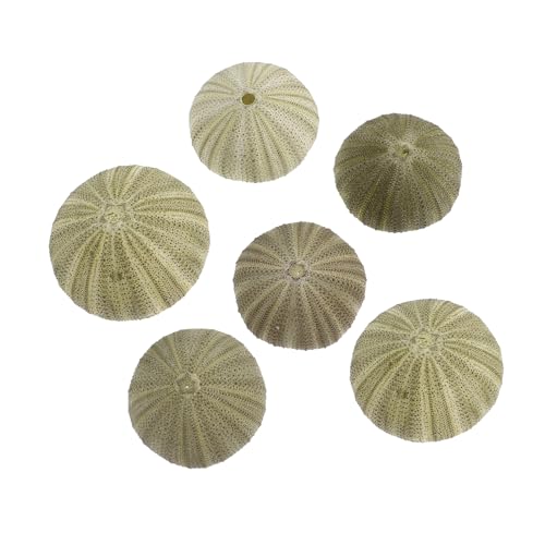 HAMPPLIES 6 Stück Natürliche Seeigelgehäuse Teiliges Muschelschalen für DIY Luftpflanzenhalter Stranddeko und Wohnraumgestaltung mit Maritimem Flair HAMPPLIES 6 Stück Natürliche Seeigelgehäuse Teiliges Muschelschalen für DIY Luftpflanzenhalter Stranddeko und Wohnraumgestaltung mit Maritimem Flair von HAMPPLIES
