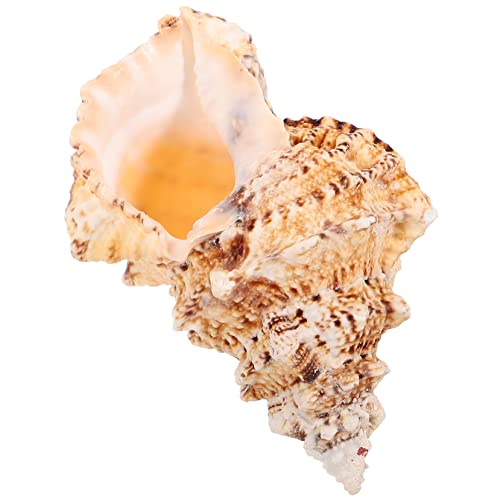 HAMPPLIES Große Natürliche Deko für Aquarien Strand Mottopartys Handgefertigte Conch Schale Rustikale Tischdekoration DIY Kunsthandwerk für Zuhause HAMPPLIES Große Natürliche Deko für Aquarien Strand Mottopartys Handgefertigte Conch Schale Rustikale Tischdekoration DIY Kunsthandwerk für Zuhause von HAMPPLIES