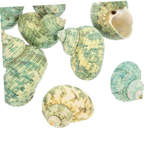 HANABASS 10 Stück Teiliges Natürliche Meeresschnecken Aquarium Dekoration Langlebige Fischbecken Ornamente für Haus und Büro mit Lebensechtem Design von HANABASS