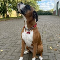 Personalisierbares Haustier-Halsband Mit Name Und Einzigartigem Design Für Hunde Katzen von HANDFORDandMASON