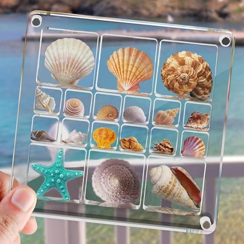 HAOBIN Muschel Aufbewahrungsbox Acrylic Magnetic Seashell Display Box Muschel Sammelbox Seashell Display Box Seashell Storage Box Acrylbox FüR Muscheln,Strasssteine,Schmuck Und Kristalle (B) von HAOBIN