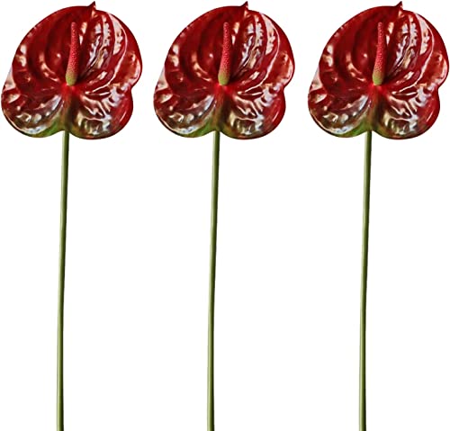 HAOSHICS Künstliche Anthurium-Lilien, permanente Blume, 3 Stück, tropische Imitation, Blumensträuße für Tischdekoration, Braut, Hochzeit, Festival, Dekoration (J) von HAOSHICS