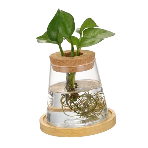 HAPINARY Hydroponische Glasvase für Zimmerpflanzen Kompakte Pflanzstation Minimalistisches Design Platzsparend für Schreibtisch und Regal Vielseitiger Pflanzenhalter für Hydrokultur von HAPINARY