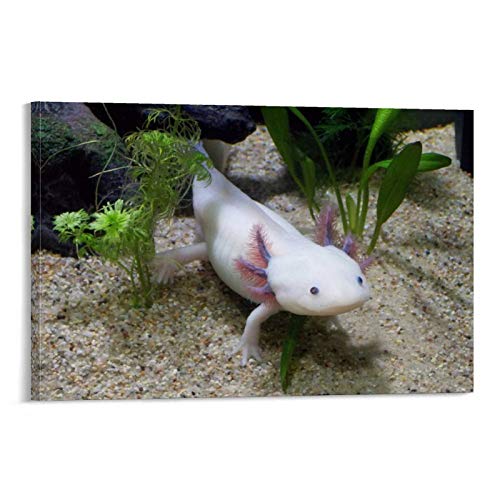 Axolotl Haustierposter, dekoratives Gemälde, Leinwand, Wandposter und Kunstdruck, modernes Familienschlafzimmer-Dekor, Poster, 60 x 90 cm von HAPPOW