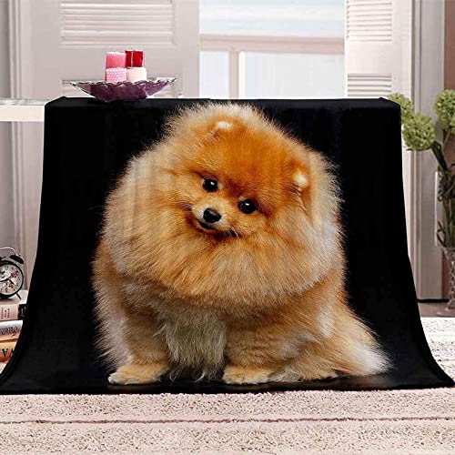 Kuscheldecke Flauschige Süßer Pomeranian Decke 150x200 cm Weich Hunde Tiere Decken Warm Flanell Fleecedecke Sofadecke Wohndecke für Bett Couch Sofa Kuscheldecke Flauschige Süßer Pomeranian Decke 150x200 cm Weich Hunde Tiere Decken Warm Flanell Fleecedecke Sofadecke Wohndecke für Bett Couch Sofa von HATEGE