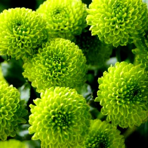 Dahlien/Dahlien knollen/Dahlienknollen kaufen-mehrjährig winterhart,Geeignet für die ganzjährige Bepflanzung-4 Zwiebeln-H Dahlien/Dahlien knollen/Dahlienknollen kaufen-mehrjährig winterhart,Geeignet für die ganzjährige Bepflanzung-4 Zwiebeln-H von HAWRKJLC