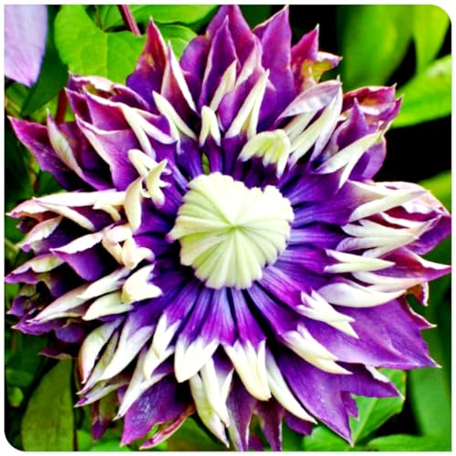 Dahlien/Dahlien knollen-mehrjährig winterhart,Dahlien zwiebeln winterhart,Perfekt für Gartenliebhaber-2 Zwiebeln-C Dahlien/Dahlien knollen-mehrjährig winterhart,Dahlien zwiebeln winterhart,Perfekt für Gartenliebhaber-2 Zwiebeln-C von HAWRKJLC