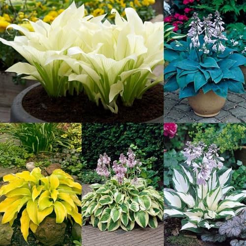 Hostas pflanze-mehrjährig winterhart,Hervorragende Raumdekoration-10 zwiebeln-G von HAWRKJLC