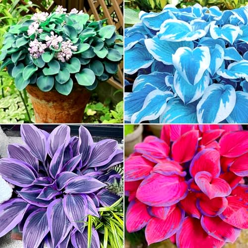 Hostas pflanze-mehrjährig winterhart,Hervorragende Raumdekoration-6 zwiebeln-B von HAWRKJLC