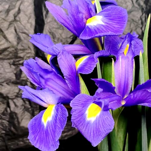 Iris/Iris bulbs-winterhart mehrjährig/Iris pflanze/Schwertlilien winterhart knolle Iris/Iris bulbs-winterhart mehrjährig/Iris pflanze/Schwertlilien winterhart knolle von HAWRKJLC