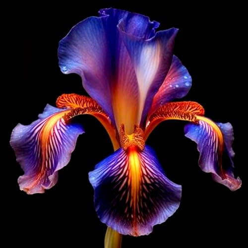 Iris/Schwertlilie/Iris pflanze/Iris knollen mix-mehrjährig winterhart,Die erste Wahl zum Bepflanzen, Gartenschatz-F-10 zwiebeln Iris/Schwertlilie/Iris pflanze/Iris knollen mix-mehrjährig winterhart,Die erste Wahl zum Bepflanzen, Gartenschatz-F-10 zwiebeln von HAWRKJLC