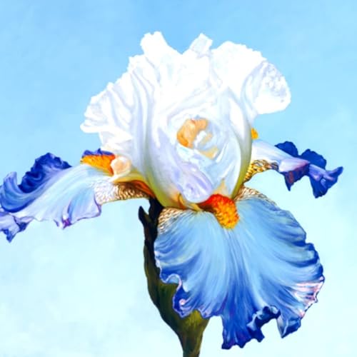 Iris/Schwertlilie/Iris pflanze/Iris knollen mix-mehrjährig winterhart,Geeignet für die ganzjährige Bepflanzung-A-15 zwiebeln Iris/Schwertlilie/Iris pflanze/Iris knollen mix-mehrjährig winterhart,Geeignet für die ganzjährige Bepflanzung-A-15 zwiebeln von HAWRKJLC