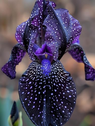 Iris/Schwertlilie/Iris pflanze/Iris knollen mix-mehrjährig winterhart,Geeignet für die ganzjährige Bepflanzung-G-10 zwiebeln Iris/Schwertlilie/Iris pflanze/Iris knollen mix-mehrjährig winterhart,Geeignet für die ganzjährige Bepflanzung-G-10 zwiebeln von HAWRKJLC