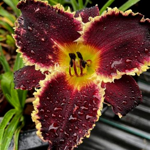 Taglilien/Hemerocallis Knollen-winterhart mehrjährig/Taglilien rhizome/Hemerocallis pflanzen-10 zwiebeln-F Taglilien/Hemerocallis Knollen-winterhart mehrjährig/Taglilien rhizome/Hemerocallis pflanzen-10 zwiebeln-F von HAWRKJLC