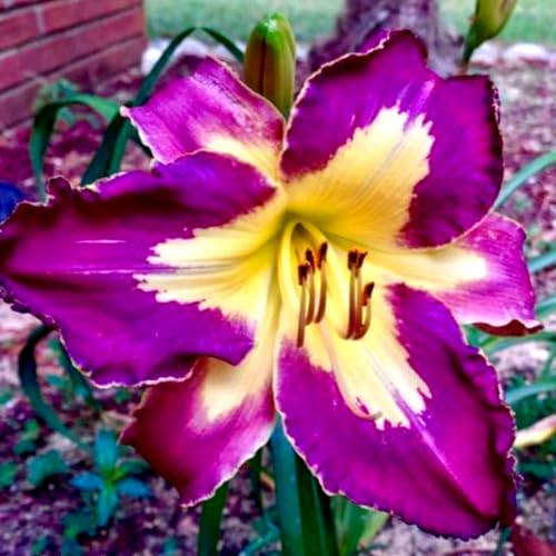 Taglilien/Taglilien winterhart mehrjährig/Hemerocallis Knollen/Taglilien rhizome-5 zwiebeln-B von HAWRKJLC