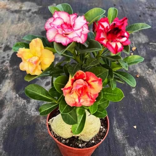 Wüstenrose pflanze groß/Wüstenrose pflanze im topf-winterhart mehrjährig,wüstenrosenknolle-Ideale Gartenpflanze-B-4 zwiebeln von HAWRKJLC