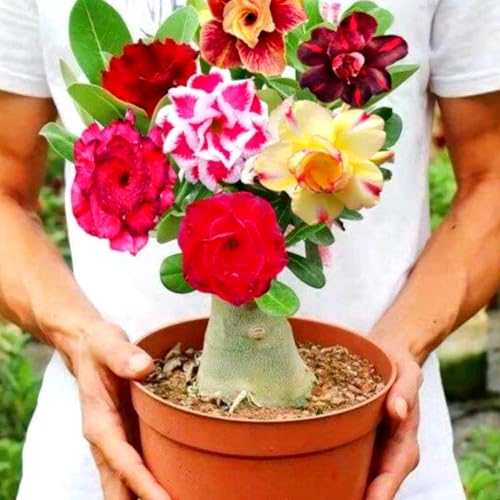 Wüstenrose pflanze groß/Wüstenrose pflanze im topf-winterhart mehrjährig,wüstenrosenknolle-Ideale Gartenpflanze-C-4 zwiebeln Wüstenrose pflanze groß/Wüstenrose pflanze im topf-winterhart mehrjährig,wüstenrosenknolle-Ideale Gartenpflanze-C-4 zwiebeln von HAWRKJLC