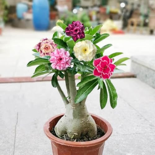 Wüstenrose pflanze groß/Wüstenrose pflanze im topf-winterhart mehrjährig,wüstenrosenknolle-Ideale Gartenpflanze-D-1 zwiebeln Wüstenrose pflanze groß/Wüstenrose pflanze im topf-winterhart mehrjährig,wüstenrosenknolle-Ideale Gartenpflanze-D-1 zwiebeln von HAWRKJLC