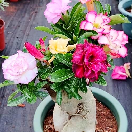 Wüstenrose pflanze groß/Wüstenrose pflanze im topf-winterhart mehrjährig,wüstenrosenknolle-Ideale Gartenpflanze-F-1 zwiebeln Wüstenrose pflanze groß/Wüstenrose pflanze im topf-winterhart mehrjährig,wüstenrosenknolle-Ideale Gartenpflanze-F-1 zwiebeln von HAWRKJLC