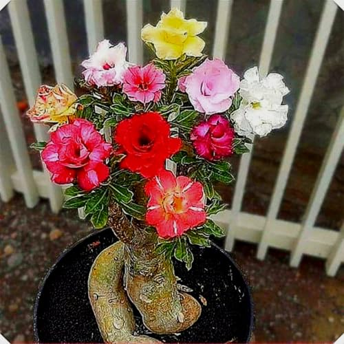 Wüstenrose pflanze groß/Wüstenrose pflanze im topf-winterhart mehrjährig,wüstenrosenknolle-Ideale Gartenpflanze-G-4 zwiebeln Wüstenrose pflanze groß/Wüstenrose pflanze im topf-winterhart mehrjährig,wüstenrosenknolle-Ideale Gartenpflanze-G-4 zwiebeln von HAWRKJLC