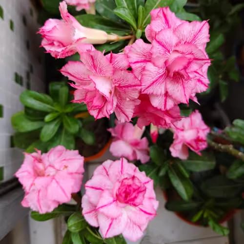Wüstenrose pflanze groß/Wüstenrose pflanze im topf-winterhart mehrjährig,wüstenrosenknolle-Perfekt für Gartenanfänger-A-4 zwiebeln von HAWRKJLC