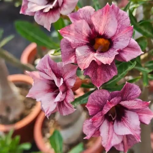 Wüstenrose pflanze groß/Wüstenrose pflanze im topf-winterhart mehrjährig,wüstenrosenknolle-Perfekt für Gartenanfänger-C-5 zwiebeln Wüstenrose pflanze groß/Wüstenrose pflanze im topf-winterhart mehrjährig,wüstenrosenknolle-Perfekt für Gartenanfänger-C-5 zwiebeln von HAWRKJLC