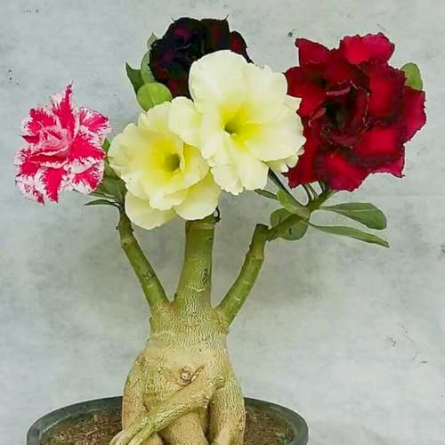 Wüstenrose pflanze groß/Wüstenrose pflanze im topf-winterhart mehrjährig,wüstenrosenknolle-Perfekt für Gartenanfänger-G-5 zwiebeln Wüstenrose pflanze groß/Wüstenrose pflanze im topf-winterhart mehrjährig,wüstenrosenknolle-Perfekt für Gartenanfänger-G-5 zwiebeln von HAWRKJLC