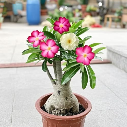 Wüstenrose pflanze groß/Wüstenrose pflanze im topf-winterhart mehrjährig,wüstenrosenknolle-Perfekt für Gartenanfänger-H-2 zwiebeln Wüstenrose pflanze groß/Wüstenrose pflanze im topf-winterhart mehrjährig,wüstenrosenknolle-Perfekt für Gartenanfänger-H-2 zwiebeln von HAWRKJLC