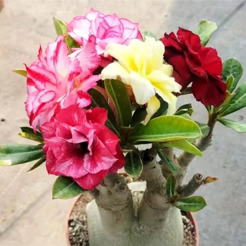 Wüstenrose pflanze groß/Wüstenrose pflanze im topf-winterhart mehrjährig,wüstenrosenknolle-Perfekt für Gartenliebhaber-C-5 zwiebeln Wüstenrose pflanze groß/Wüstenrose pflanze im topf-winterhart mehrjährig,wüstenrosenknolle-Perfekt für Gartenliebhaber-C-5 zwiebeln von HAWRKJLC
