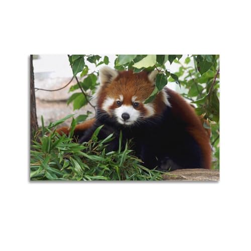 HAYZE Tier-Poster, niedlicher Himalaya-roter Panda, dekorative Leinwand, Wand- und Kunstposter, 60 x 90 cm HAYZE Tier-Poster, niedlicher Himalaya-roter Panda, dekorative Leinwand, Wand- und Kunstposter, 60 x 90 cm von HAYZE