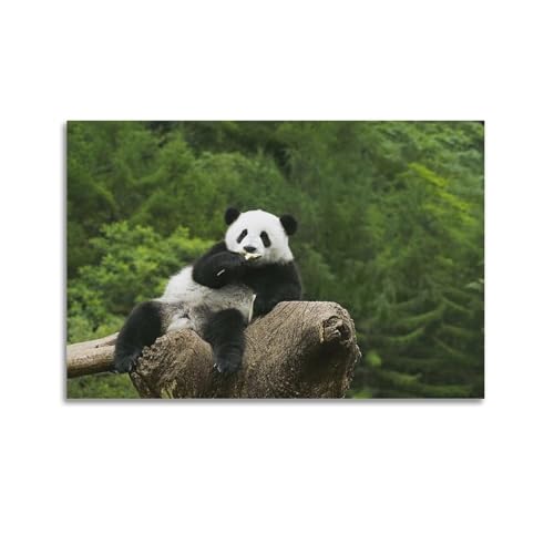 HAYZE Tierposter "Cosy Giant Panda", dekoratives Leinwandbild und Kunstposter, 30 x 45 cm von HAYZE