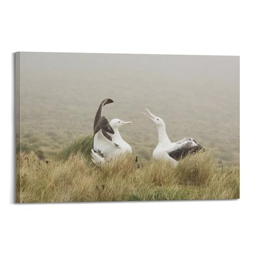 HAYZE Tierposter Southern Royal Albatros, dekorative Leinwand, Wand- und Kunstposter, Gemälde, 40 x 60 cm HAYZE Tierposter Southern Royal Albatros, dekorative Leinwand, Wand- und Kunstposter, Gemälde, 40 x 60 cm von HAYZE